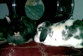 rabbits