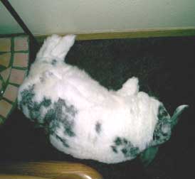 bunny sleeping