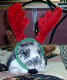 bunny with antlers